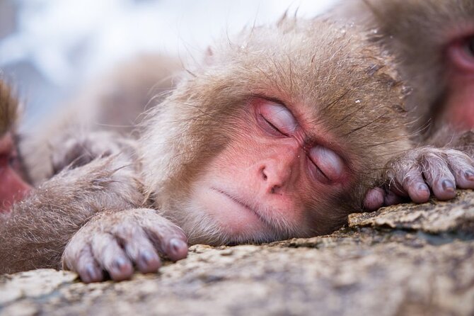1-Day Snow Monkeys, Zenko-ji Temple & Sake in Nagano - Zenko-ji Temple: your peaceful start in Nagano’s spiritual center