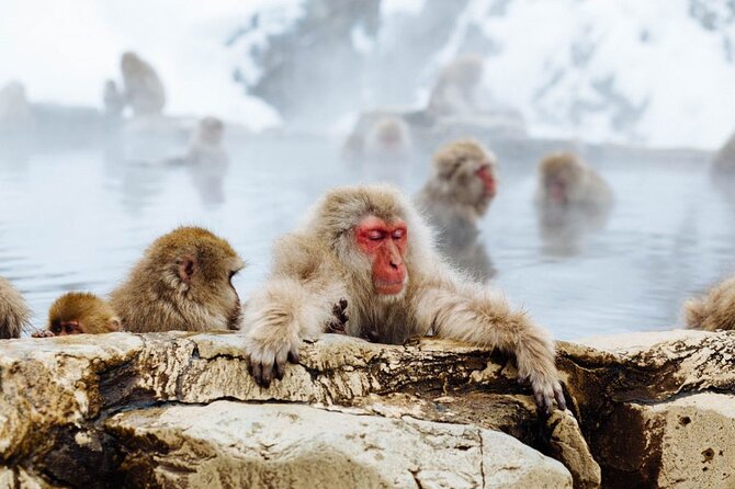 1-Day Snow Monkeys, Zenko-ji Temple & Sake in Nagano - The pace: a full day that still feels organized