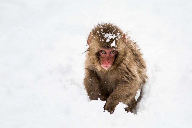 1-Day Snow Monkeys, Zenko-ji Temple & Sake in Nagano - What you pay for at about $151.88: value that adds up