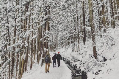 1-Day Winter Tour From Nozawa Onsen: Snow Monkeys, Zenko-ji Temple & Sake - Jigokudani Snow Monkey Park: no barriers, clear rules