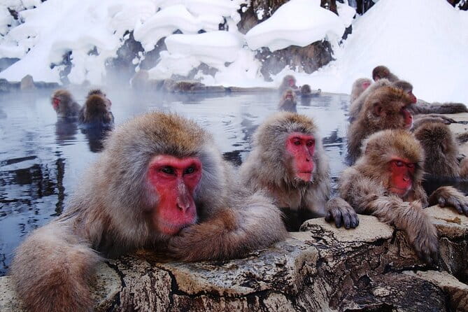 1-Day Winter Tour From Nozawa Onsen: Snow Monkeys, Zenko-ji Temple & Sake - Who this tour suits best (and who should rethink it)