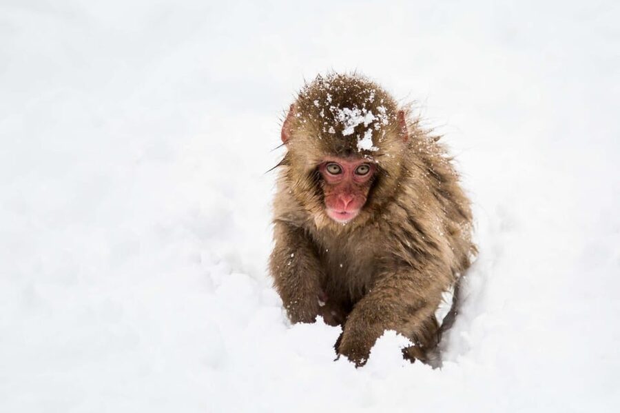 From Nozawa Onsen: Snow Monkeys and Zenko-ji Day Trip & Sake - Why this Nagano winter combo works: monkeys, temple, and sake