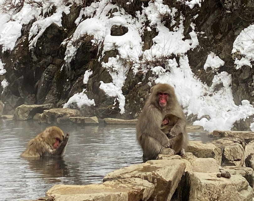 From Nozawa Onsen: Snow Monkeys and Zenko-ji Day Trip & Sake - Who should book this Snow Monkeys and Zenko-ji day trip