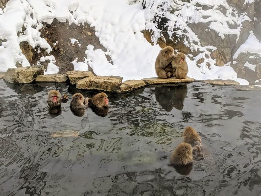 From Nozawa Onsen: Snow Monkeys and Zenko-ji Day Trip & Sake - Getting from Nozawa Onsen to Jigokudani in one smooth day