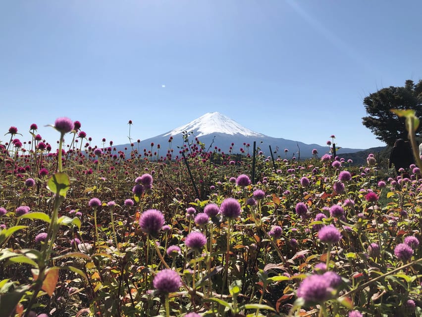 From Tokyo: Mount Fuji, Cruise and Sake Tour - Mount Fuji 5th Station (2300m): what you’ll get without the summit grind