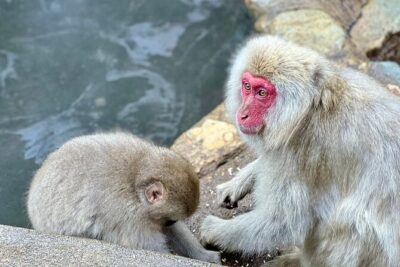 Nagano: Snow Monkey and Zenkoji Temple Free Sake Taste Day Tour - Obuse-machi and the free Hokusai Museum stop