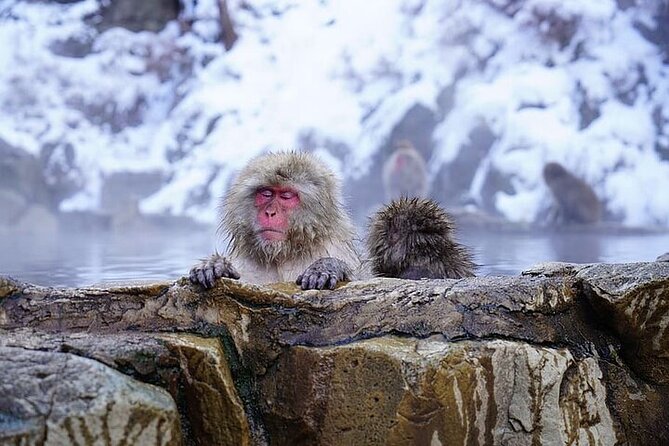 Nagano: Snow Monkey and Zenkoji Temple Free Sake Taste Day Tour - Matsumoto Castle in a short window: what 2 hours can do