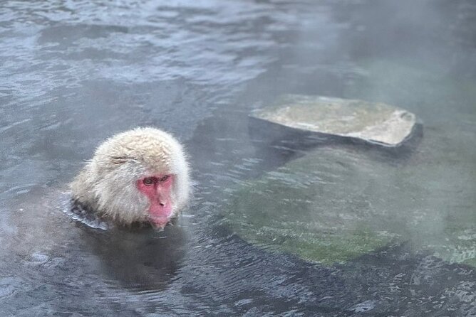 Nagano: Snow Monkey and Zenkoji Temple Free Sake Taste Day Tour - Monzen Terrace lunch and sake tasting: a warm reset built into the day