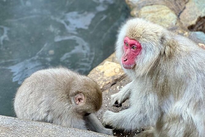 Nagano: Snow Monkey and Zenkoji Temple Free Sake Taste Day Tour - Obuse-machi and the free Hokusai Museum stop