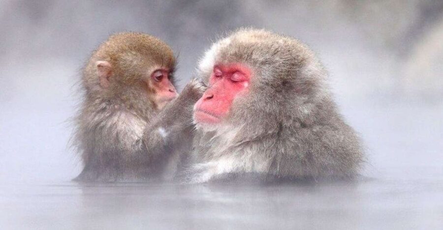 Nagano: Snow Monkeys, Zenkoji Temple & Sake Day Trip - Key Highlights You’ll Feel in Your Day