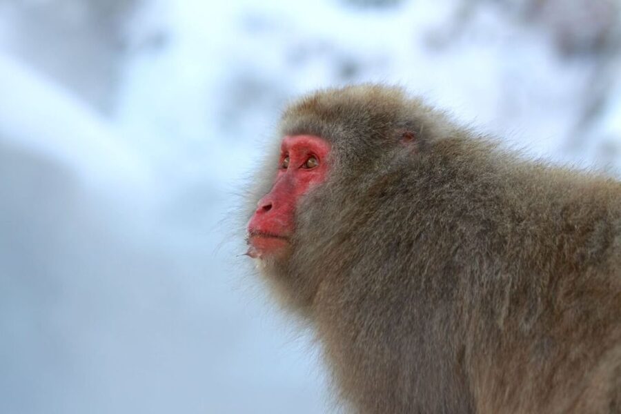 Nagano: Snow Monkeys, Zenkoji Temple & Sake Day Trip - Who Should Book This Nagano Day Trip