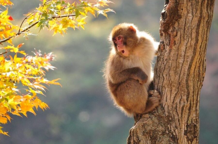 Nagano: Snow Monkeys, Zenkoji Temple & Sake Day Trip - Lunch in a Local Restaurant: Miso Soup, Sushi, and Comfort Fuel