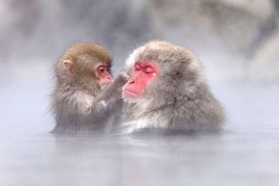 Nagano: Snow Monkeys, Zenkoji Temple & Sake Day Trip - Zenkoji Temple and the Okaidan Passage: quiet reverence with a real sensory moment