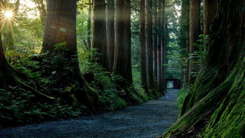 Nagano: Togakushi Shrine, Sake & Zenkoji Private Tour - Should You Book This Nagano Private Tour?