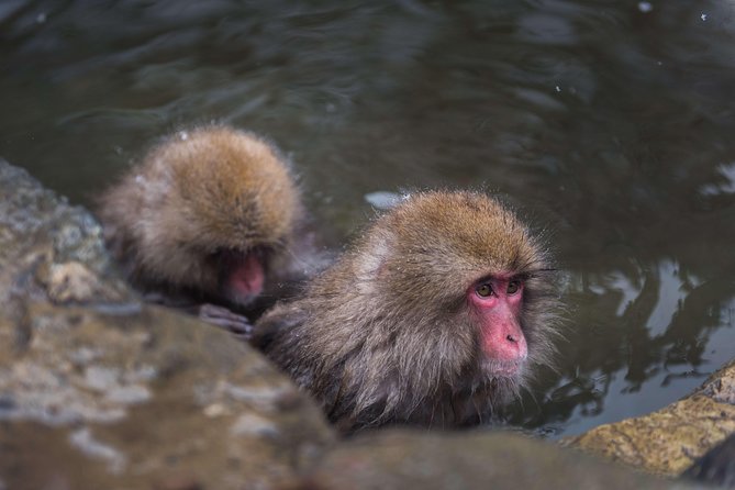 Private Nagano 1-Day Tour:Snow Monkeys,Zenko-ji,Obuse,Sake,Onsen - Key Things to Know Before You Go