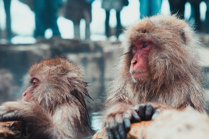 Private Nagano 1-Day Tour:Snow Monkeys,Zenko-ji,Obuse,Sake,Onsen - Getting There Right: Meeting Point and Pickup Reality