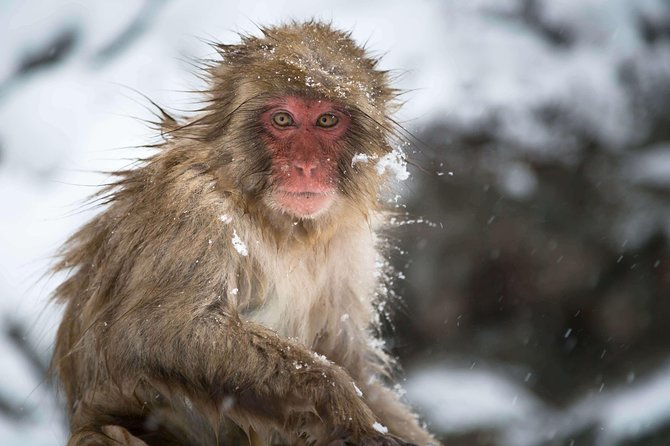 Private Nagano 1-Day Tour:Snow Monkeys,Zenko-ji,Obuse,Sake,Onsen - Stop 4: Hokusai Museum (Short but Worth It)