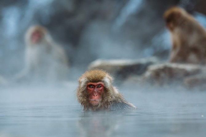 Private Nagano 1-Day Tour:Snow Monkeys,Zenko-ji,Obuse,Sake,Onsen - Shibu Onsen Soak: The End-of-Day Reward