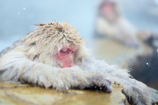 Private Nagano 1-Day Tour:Snow Monkeys,Zenko-ji,Obuse,Sake,Onsen - Price and Value: What $337.61 Gets You