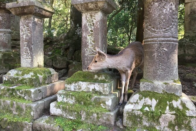 Private Nara Tour and Sake Tasting (Departing from Kyoto/Nara) - Stop 2: Todai-ji and the Great Buddha scale you can’t fake