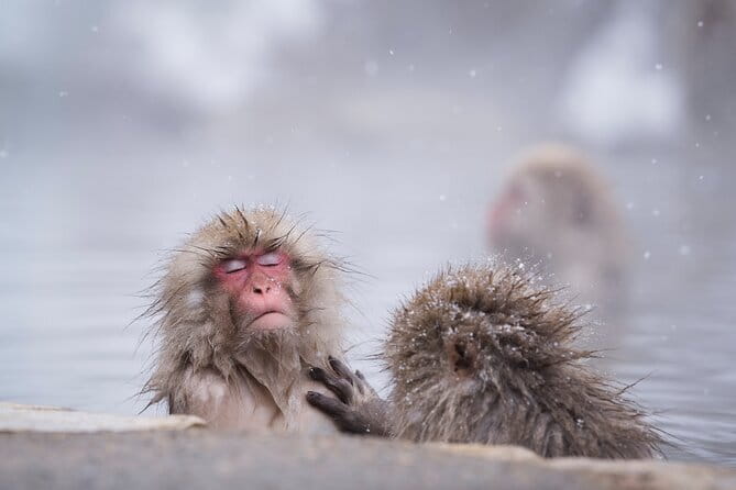 Snow Monkeys, Hokusai & Sake: A Perfect Day in Nagano - Key Points You’ll Care About