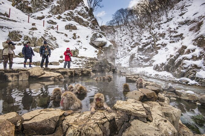 Snow Monkeys, Hokusai & Sake: A Perfect Day in Nagano - Transportation and Group Size: Why This Feels Comfortable
